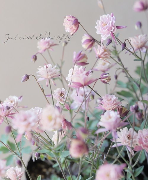 ��LUXURY SELECTION��tef*tef*���ꥸ�ʥ롪Ȭ�ź餭�����ޥ����إ��饷���륻�ԥ��١����Ѥ��餭��