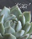 ¿ʪ إƥåԡ١٥ꥢ°Ȥ꡼