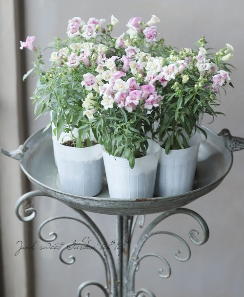 Ȭ�ź餭���󥮥祽�����ȥ����ˡ� �إ������åɡ�