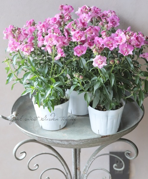 Ȭ�ź餭���󥮥祽�����ȥ����ˡ� �إ������åɡ�