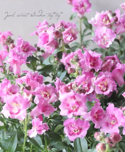 Ȭ�ź餭���󥮥祽�����ȥ����ˡ� �إ������åɡ�