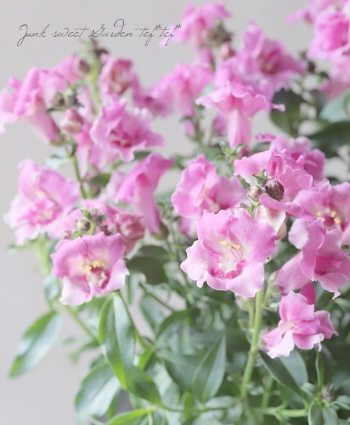 Ȭ�ź餭���󥮥祽�����ȥ����ˡ� �إ������åɡ�