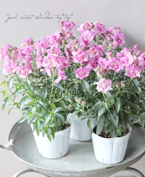 Ȭ�ź餭���󥮥祽�����ȥ����ˡ� �إ������åɡ�