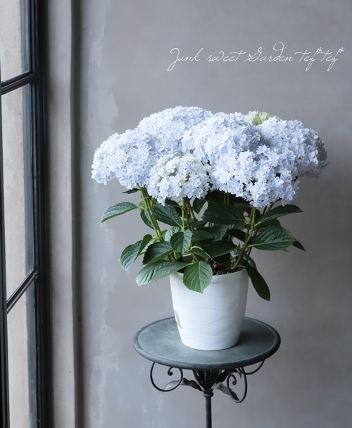 島根オリジナル品種】 八重咲き紫陽花 『万華鏡』ブルー大株 | Flower