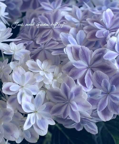 島根オリジナル品種】 八重咲き紫陽花 『万華鏡』ブルー大株