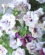 ڥ˥󥵥󥫥󡡡إ٥꡼