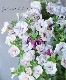 ڥ˥󥵥󥫥󡡡إ٥꡼
