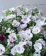 ڥ˥󥵥󥫥󡡡إ٥꡼