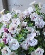 ڥ˥󥵥󥫥󡡡إ٥꡼