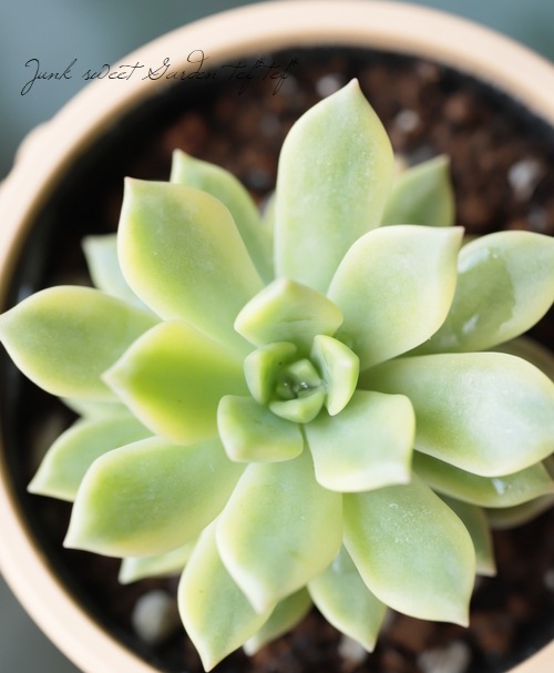 多肉植物】 『マッコス錦』 エケベリア属 いとうぐりーん | すべての