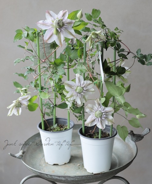 クレマチス 『水面の妖精』 個人育種家・廣田哲也さん作出 | すべての