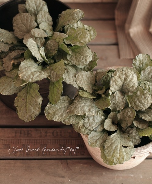 �����奬���إ���С��� �إ���С����ե���� �إ��졼��ǥ���