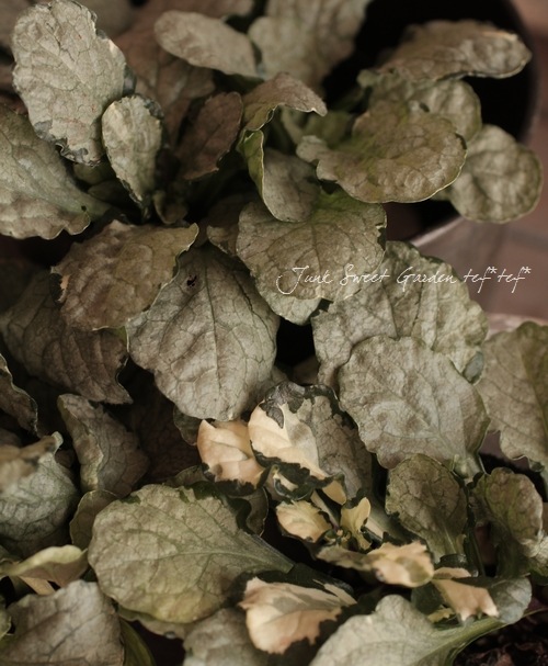 �����奬���إ���С��� �إ���С����ե���� �إ��졼��ǥ���