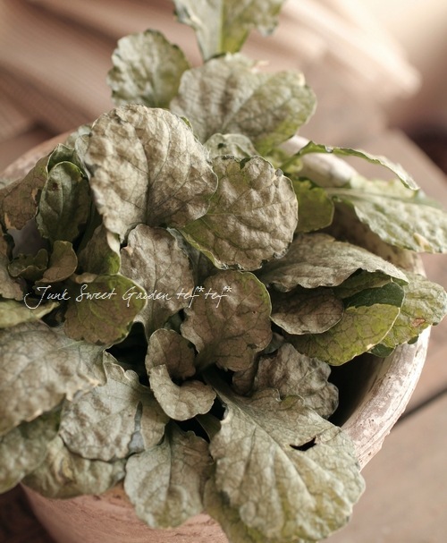 �����奬���إ���С��� �إ���С����ե���� �إ��졼��ǥ���