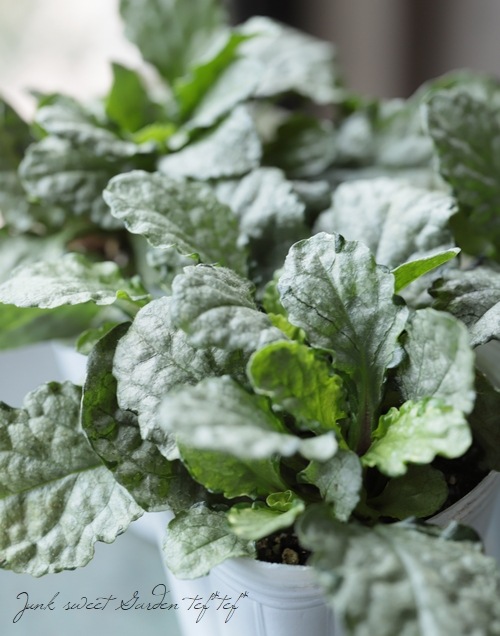 �����奬���إ���С��� �إ���С����ե���� �إ��졼��ǥ���