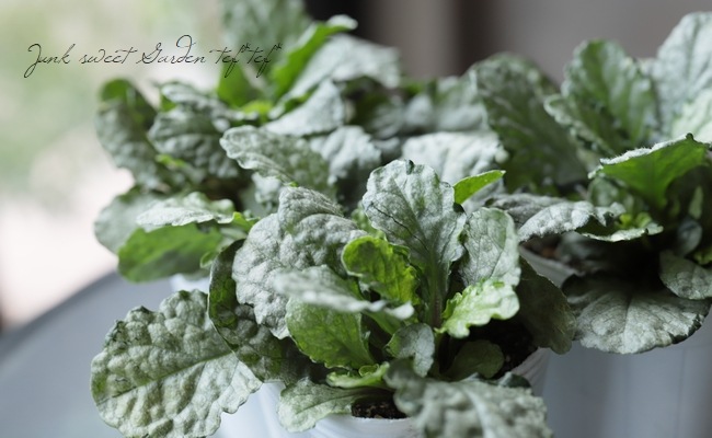 �����奬���إ���С��� �إ���С����ե���� �إ��졼��ǥ���