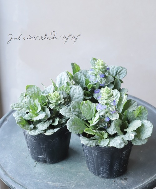 アジュガ 『シルバー』 『シルバーシフォン』 『グレーレディ