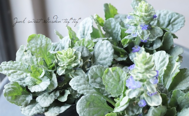 アジュガ 『シルバー』 『シルバーシフォン』 『グレーレディ