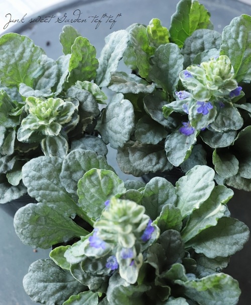 �����奬���إ���С��� �إ���С����ե���� �إ��졼��ǥ���