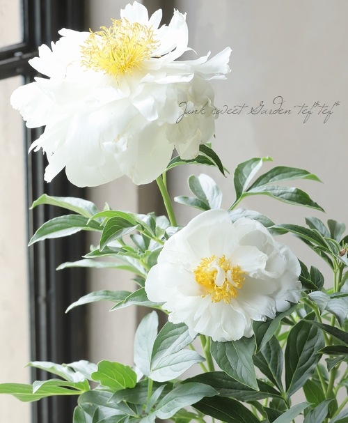 半八重咲き芍薬 『ミスアメリカ』 | すべての商品 | | Junk sweet
