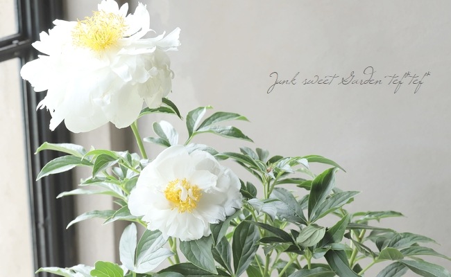 半八重咲き芍薬 『ミスアメリカ』 | すべての商品 | | Junk sweet