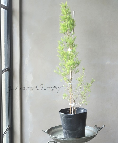 メラレウカ 『メディカルティーツリー』 | すべての商品 | | Junk