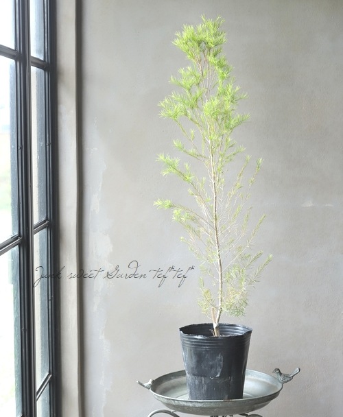 グリーンセット(メラレウカ(ティーツリー)ユーカリ、)フレッシュ