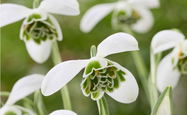 球根】八重咲きスノードロップ 『ヒッポリュテ』3球 | すべての商品