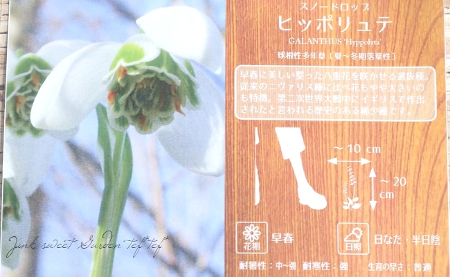 球根】八重咲きスノードロップ 『ヒッポリュテ』3球 | すべての商品