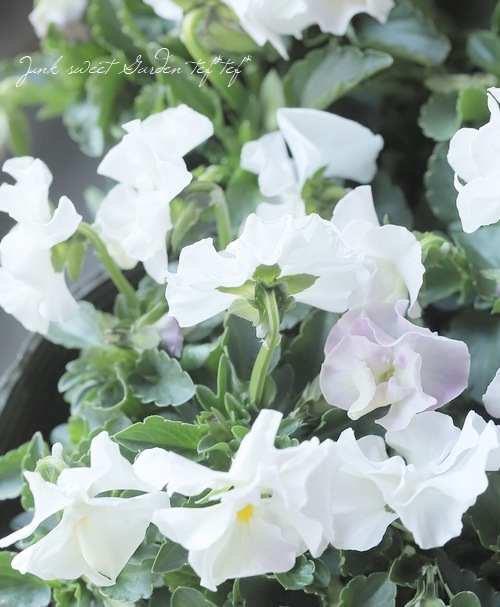 �������व��Υӥ��顡�إѥ��ƥ�ե��١��ڥۥ磻�ȡ�