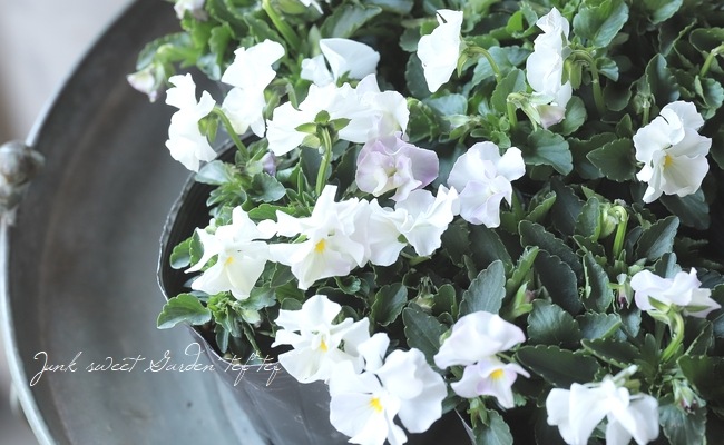 ○桂楓園さんのビオラ 『パステルフリル』 【ホワイト】 | すべての