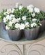 �������व��Υӥ��顡�إѥ��ƥ�ե��١��ڥۥ磻�ȡ�