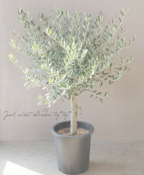 オリーブ 『ピクアル -Picual-』 樹形良し！良株！ 盆栽屋soujuさん