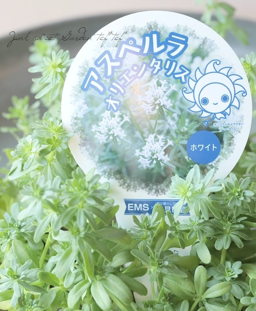アスペルラ 『オリエンタリス』【ホワイト】 | 花苗 | | Junk sweet
