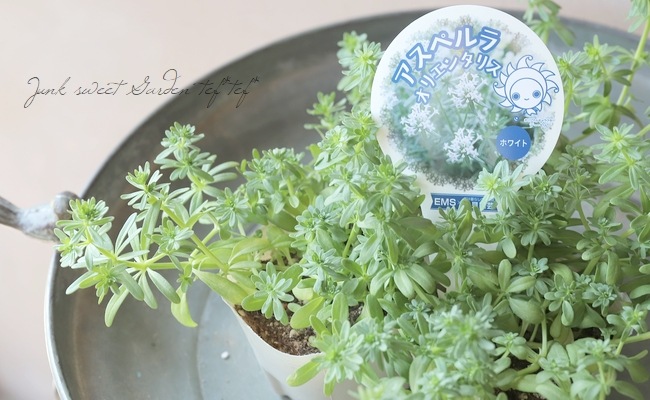 アスペルラ 『オリエンタリス』【ホワイト】 | 花苗 | | Junk sweet