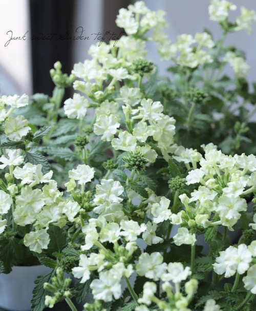 ܷϥС٥ʡʥإ饤॰꡼ٲѤ