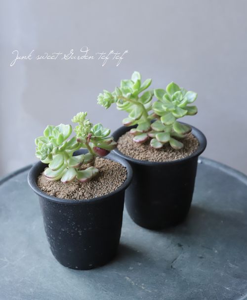 多肉植物】『レティジア錦』 エケベリア属 | すべての商品 | | Junk