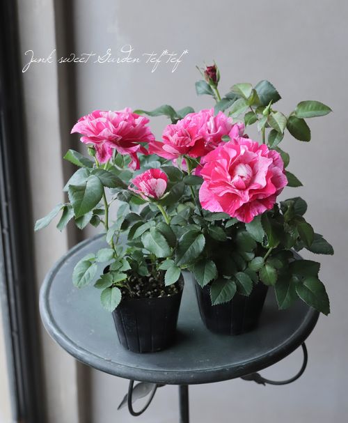 ミニバラ 『クレッシェンドアイ』 絞り模様 | すべての商品 | | Junk