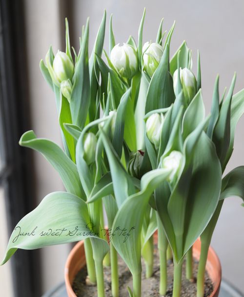 冷蔵処理で花持ち抜群！斑入り！八重！チューリップ 『フラッシュ