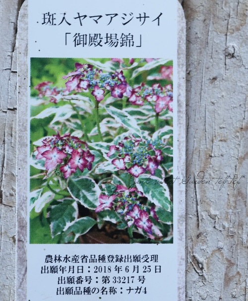 �����껳���۲֡ظ��¾�� -���ƥ�Х˥���-��