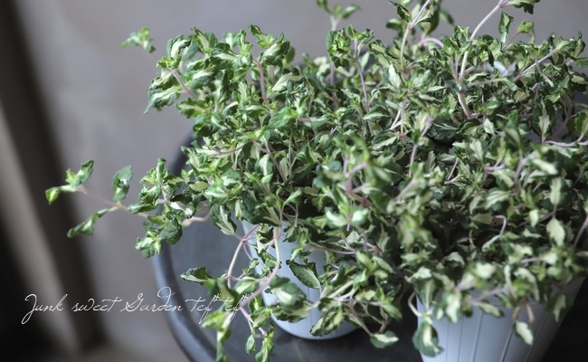 ������٥��˥��� �إ�åɥ饤�󡦥���ѥ�����