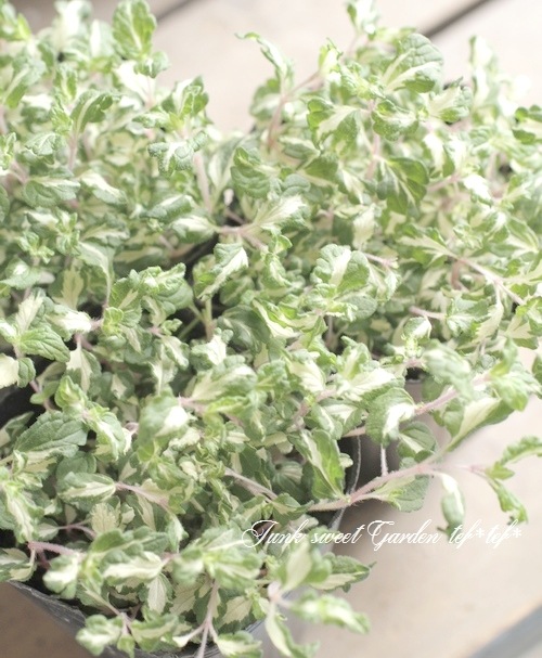 ������٥��˥��� �إ�åɥ饤�󡦥���ѥ�����