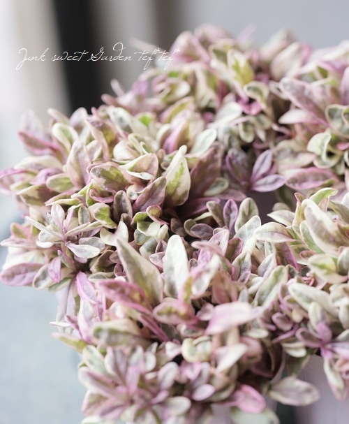 �����ꥢ���奬���إץ�󥻥��ʥǥ�����