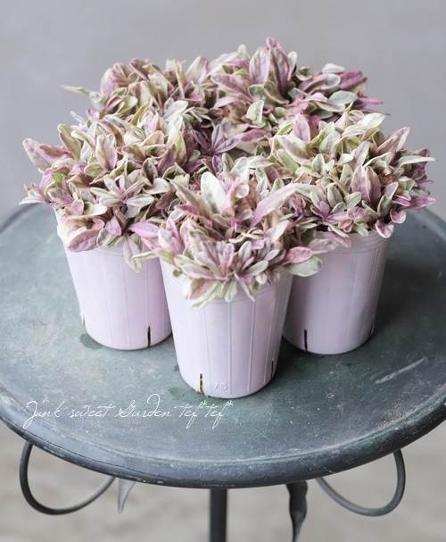 �����ꥢ���奬���إץ�󥻥��ʥǥ�����