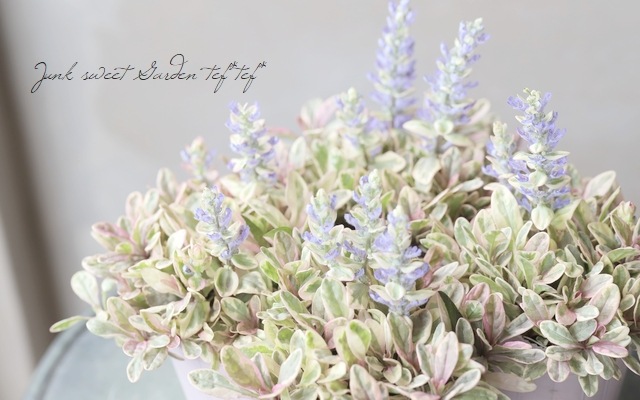 �����ꥢ���奬���إץ�󥻥��ʥǥ�����