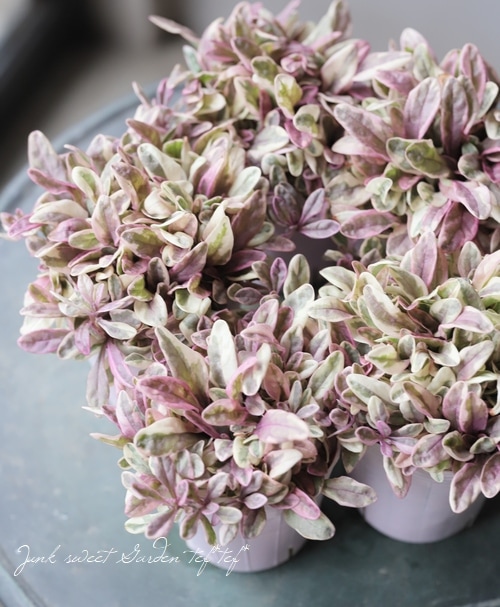 �����ꥢ���奬���إץ�󥻥��ʥǥ�����