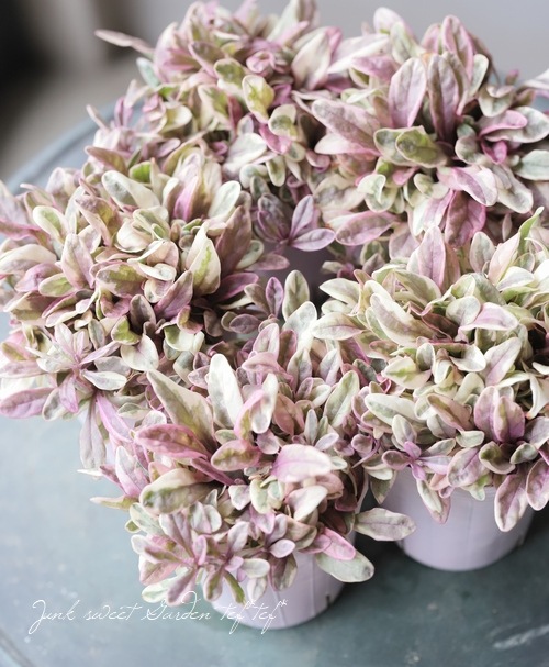 �����ꥢ���奬���إץ�󥻥��ʥǥ�����