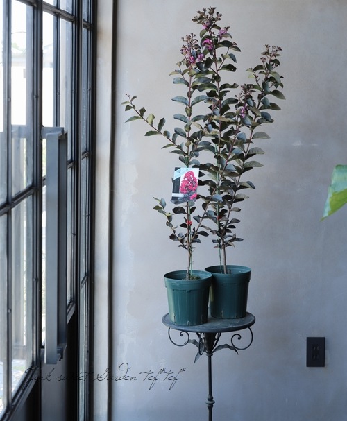 ���ե��륹�٥ꡦ�֥�å��꡼�ե�������ɡ��إߥ��ƥ��å��ޥ��󥿡�