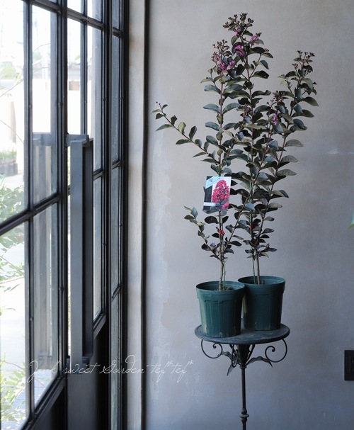 ���ե��륹�٥ꡦ�֥�å��꡼�ե�������ɡ��إߥ��ƥ��å��ޥ��󥿡�