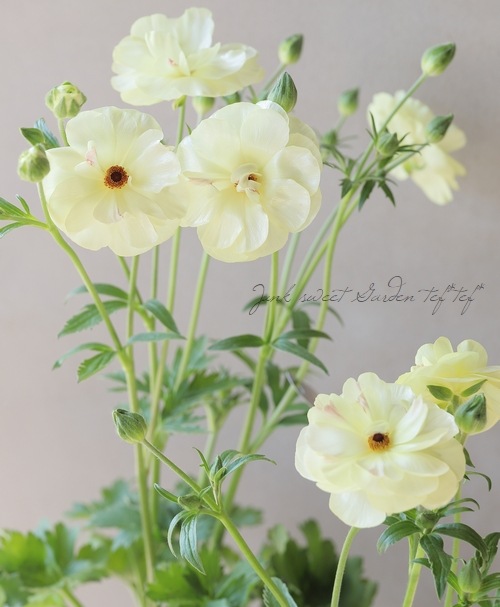 綾園芸さんのラナンキュラス ラックスシリーズ 『リタイ』 | すべての